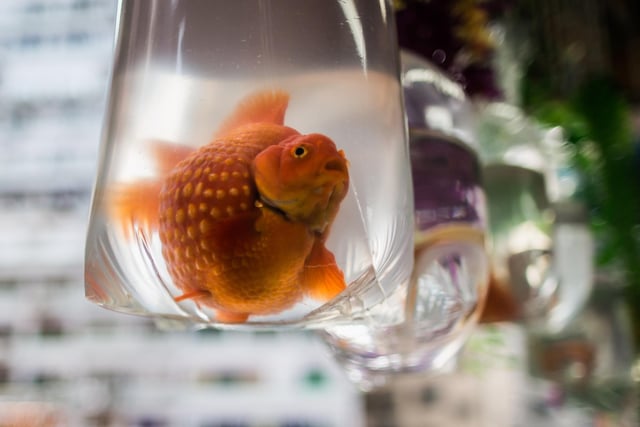 Doncaster was home to the world's oldest goldfish. Tish was born in 1957 and lived to be 43 years old.