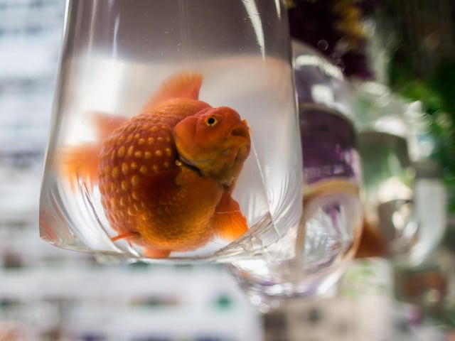 Doncaster was home to the world's oldest goldfish. Tish was born in 1957 and lived to be 43 years old.
