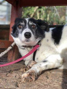 Six-and-a-half-year-old Lacey is a shy girl who'll need a patient family to help bring her out of her shell.