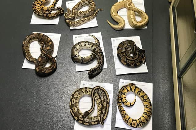 The 13 royal pythons found inside a pillowcases