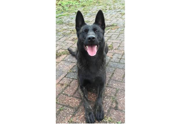Police dog Raven helped to track down two suspected car thieves in Cleadon.
