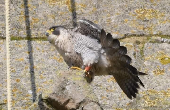 Dan Beaman photographed a peregrine falcon sitting on Higham Ferres church.