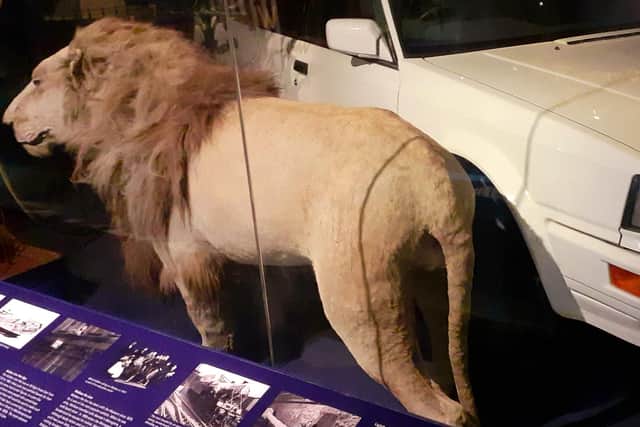 Wallace the lion attacked Maccomo in 1868.