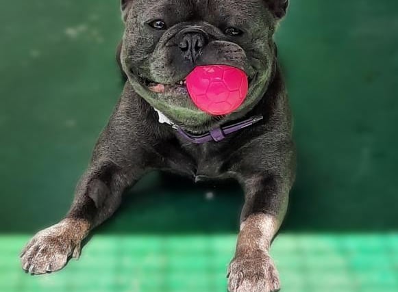 Three year old French Bulldog Bloo's new owners would need to be extremely experienced with the Bulldog breed, and would need a lot of time and patience to recognise dog body language as well as his needs and behaviour.