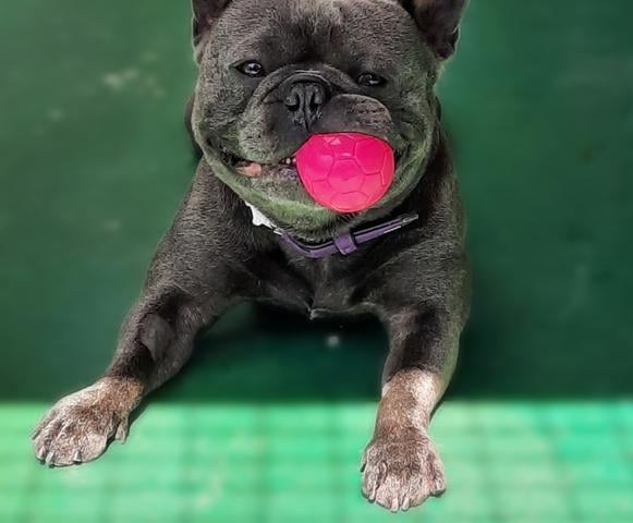Three year old French Bulldog Bloo's new owners would need to be extremely experienced with the Bulldog breed, and would need a lot of time and patience to recognise dog body language as well as his needs and behaviour.