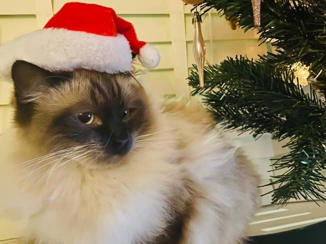 Reggie looks the part in his Santa Paws hat.