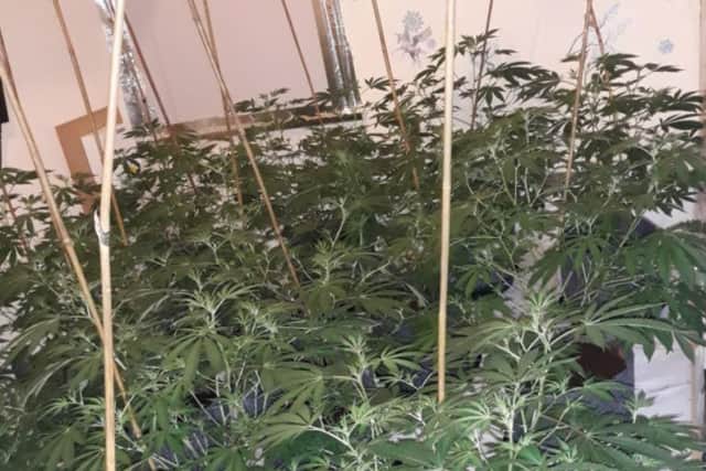 Some of the cannabis plants uncovered by police