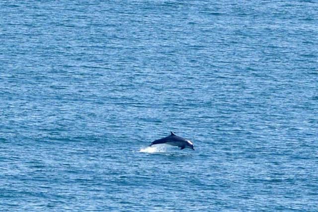 One of the dolphins which has been spotted off the North East coast in recent weeks