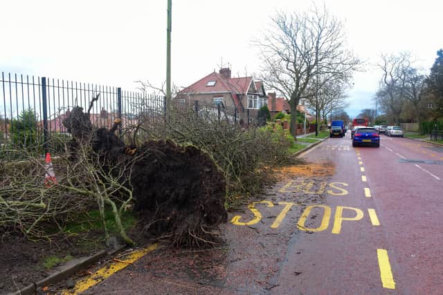 An uprooted tree on  Queen Alexandra Road following Storm Arwen.