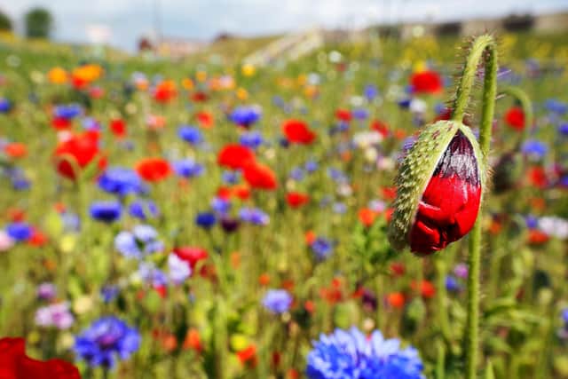 Plans to scrap the use of pesticides on Wearside and improve green spaces for future generations have been backed by city councillors.