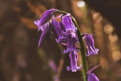 Lovely bluebells from  @si_s_place