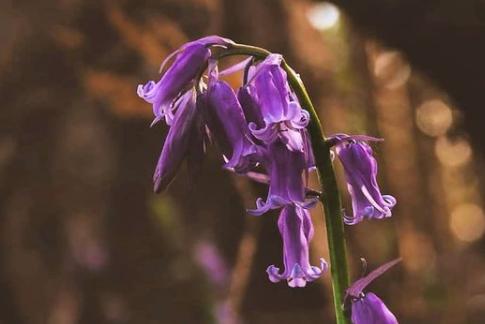 Lovely bluebells from @si_s_place
