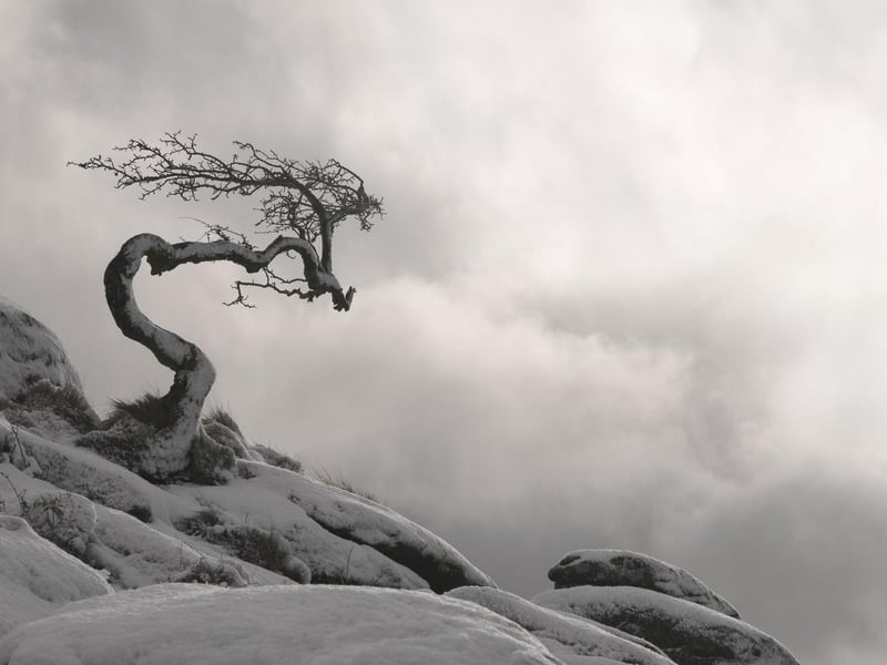 Neil Burnell, 45, has spent years shooting settings in a unique way and admits he was inspired by Star Wars - particularly Yoda's refuge on Dagobah. A full-time photographer from Brixham, Devon, Neil's images fall into six themes - named Visions, Chrome, Unknown, Delicate, Deep Blue, and Mystical.