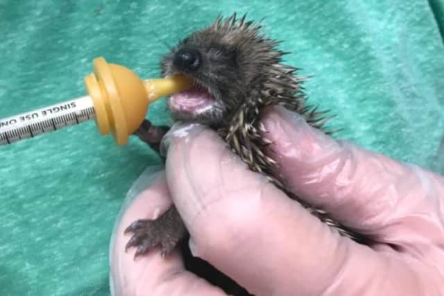 The baby hedgehog, just a few days old, was rescued by the RSPCA and is now being looked after by Sunderland charity PAWZ