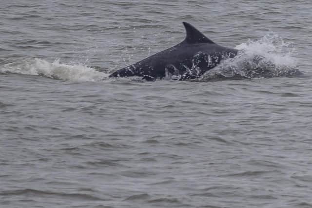 The dolphins were photographed on Sunday (March 7)/ Photo: Simon Booth