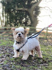 A friendly little dog, four year old male Billy nonetheless needs to be the only dog in the home.  He is on long term medication for skin problems.