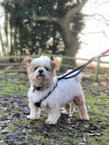 A friendly little dog, four year old male Billy nonetheless needs to be the only dog in the home. He is on long term medication for skin problems.