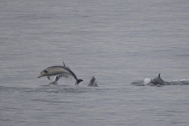 Dolphins like to take advantage of the quantity of fish and clean waters on parts of the coast.