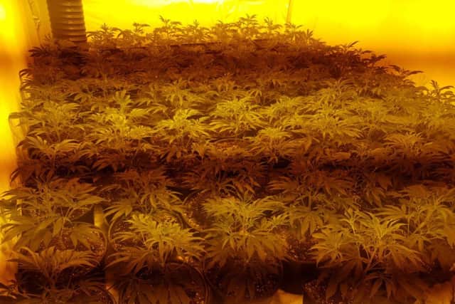 Cannabis plant were found inside the property after a resident reported the smell to police
