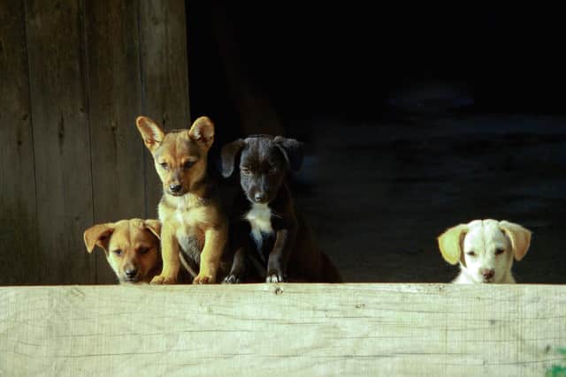 Council chiefs have issued a warning over illegally imported puppies.
