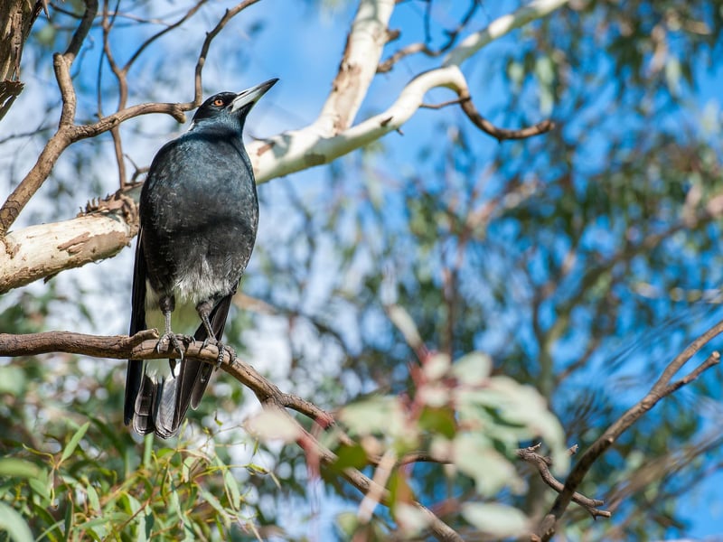 This film on Netflix is rated PG and stars Naomi Watts and Andrew Lincoln - based on a true story, it tells the tale of a mother who, while coping with the aftermath of a harrowing accident, finds inspiration from an injured magpie taken in by her family.