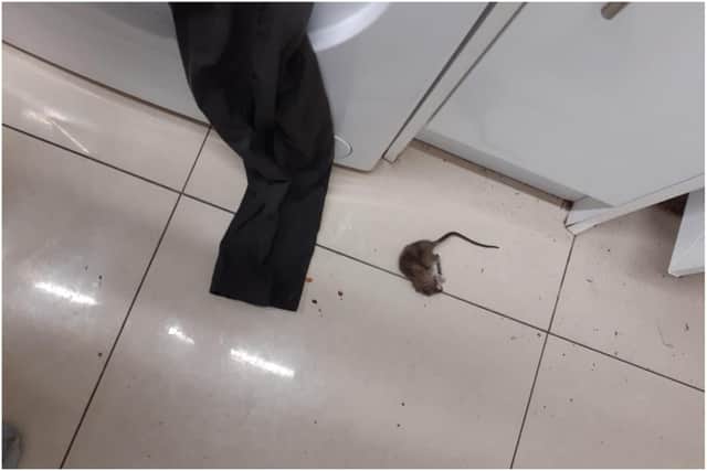 The rat found in the washing machine of a property on Roker Avenue, Sunderland.