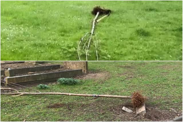 Sunderland City Council shared these photos of damaged trees in Southwick Cemetery.