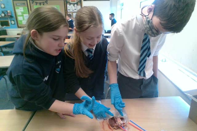 Year 6 pupils dissecting a heart.