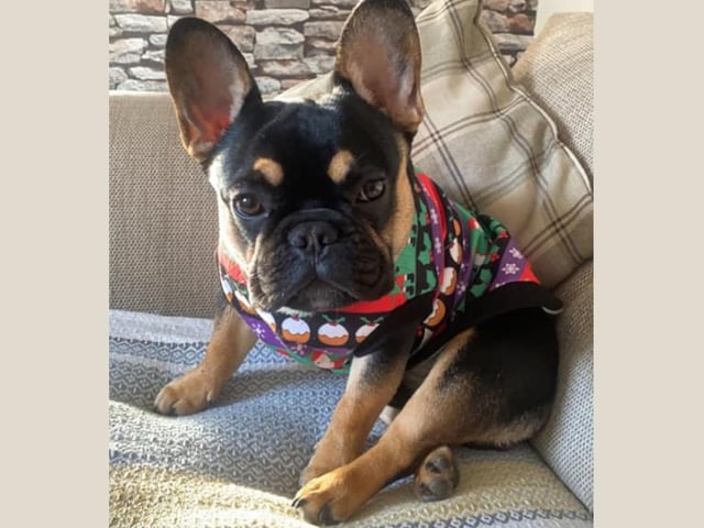 Seven-month-old Rolo shows off the 2022 Christmas jumper - and we think it's a great look.