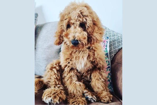 Like a little teddy bear! Henry the Goldendoodle, aged 17 weeks.
