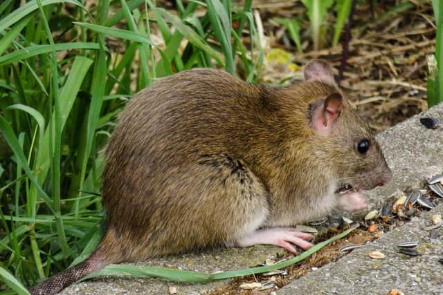 Sunderland City Council have confirmed that pest control call-out fees will be scrapped from October 1. Photo: Pixabay.
