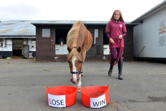 Yellow the psychic pony decided between two buckets.