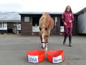 Yellow the psychic pony decided between two buckets.