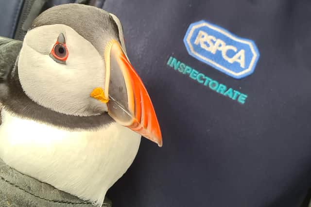 The puffin was uninjured and therefore released at the Headland in Hartlepool.