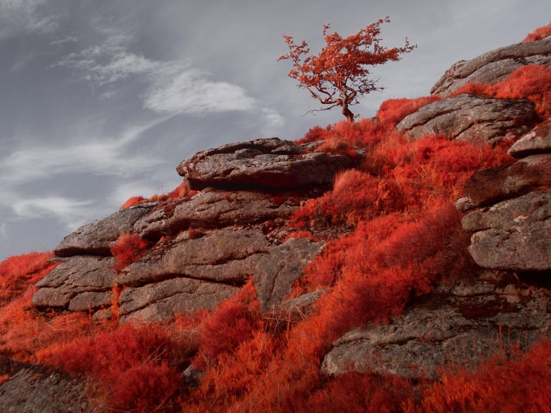 Neil Burnell, 45, has spent years shooting settings in a unique way and admits he was inspired by Star Wars - particularly Yoda's refuge on Dagobah. A full-time photographer from Brixham, Devon, Neil's images fall into six themes - named Visions, Chrome, Unknown, Delicate, Deep Blue, and Mystical.