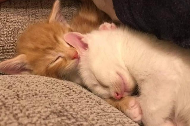 This cuddly nine-week-old brother and sister pair were born in the rescue, so are very affectionate and socialised kittens that just need a loving secure home together.