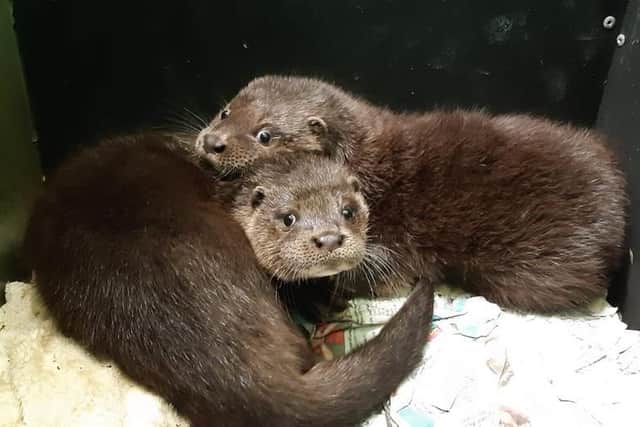 Orphaned otter cubs Eve and Juniper have been paired together to help with their rehabilitation.
