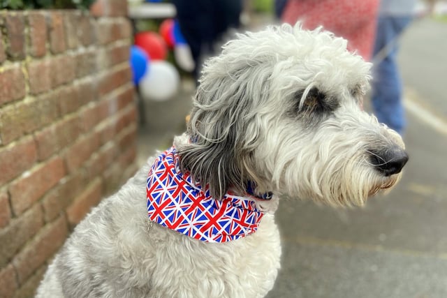 Bailey taking in all the Queen's Jubilee celebrations Fairburn Avenue, Houghton.
