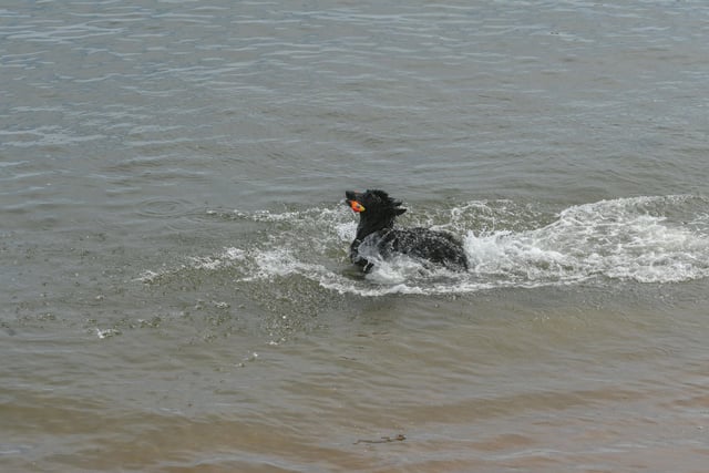 Dog cooling off in the sea at Roker beach