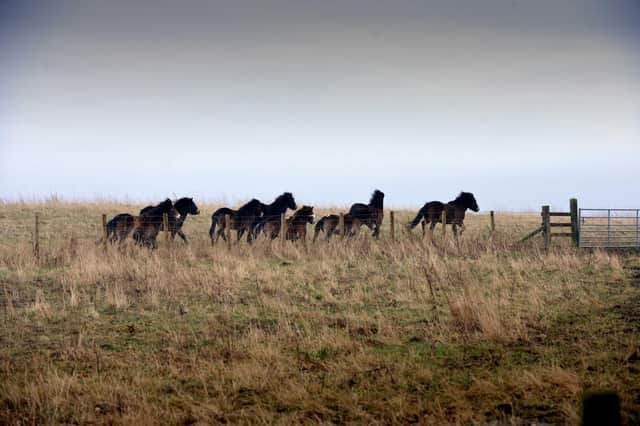 Exmoor Ponies introduced to Rainton Meadows Nature Reserve