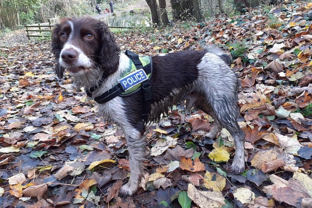 PD Winston is pictured during a shift running around in the woods, where he has been searching ponds, bogs and ditches looking for discarded weapons.