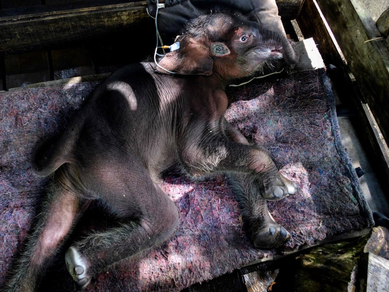 A Sumatran elephant calf receives medical attention at the Saree elephant conservation centre in Saree, Aceh province on February 15, 2021, following the three week-old pachyderm's rescue in Pidie district after being stuck in mud.