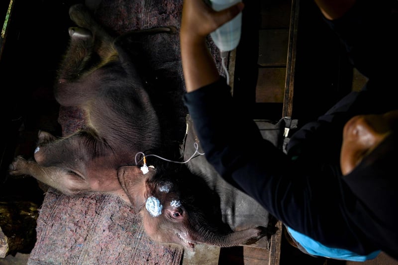 A Sumatran elephant calf receives medical attention at the Saree elephant conservation centre in Saree, Aceh province on February 15, 2021, following the three week-old pachyderm's rescue in Pidie district after being stuck in mud.