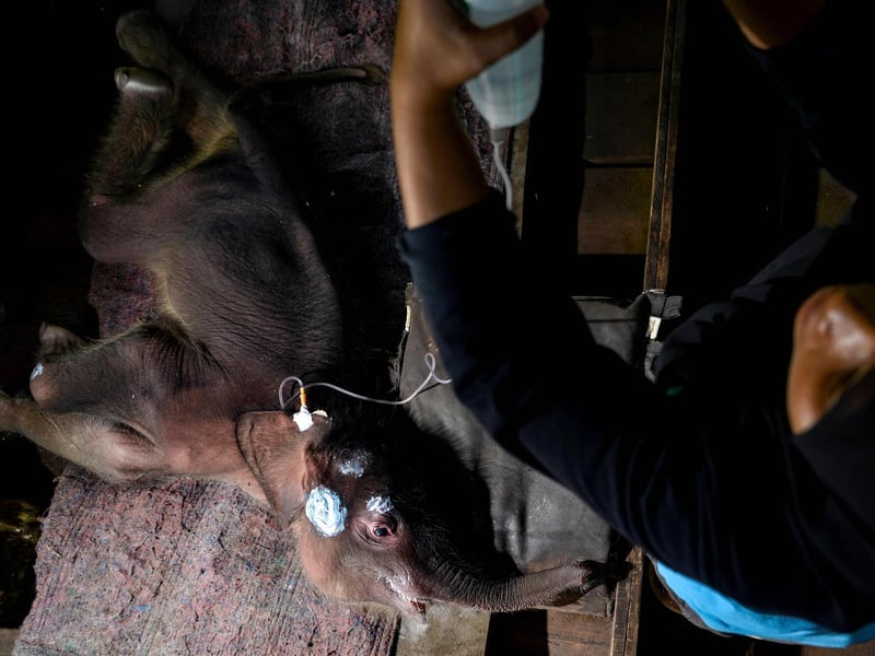 A Sumatran elephant calf receives medical attention at the Saree elephant conservation centre in Saree, Aceh province on February 15, 2021, following the three week-old pachyderm's rescue in Pidie district after being stuck in mud.
