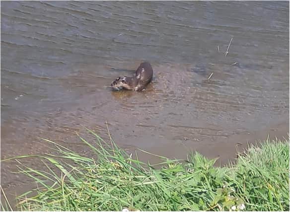 An otter was spotted in the river Wear in Sunderland