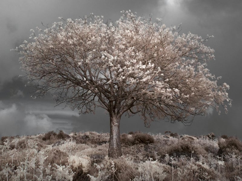 Neil Burnell, 45, has spent years shooting settings in a unique way and admits he was inspired by Star Wars - particularly Yoda's refuge on Dagobah. A full-time photographer from Brixham, Devon, Neil's images fall into six themes - named Visions, Chrome, Unknown, Delicate, Deep Blue, and Mystical.