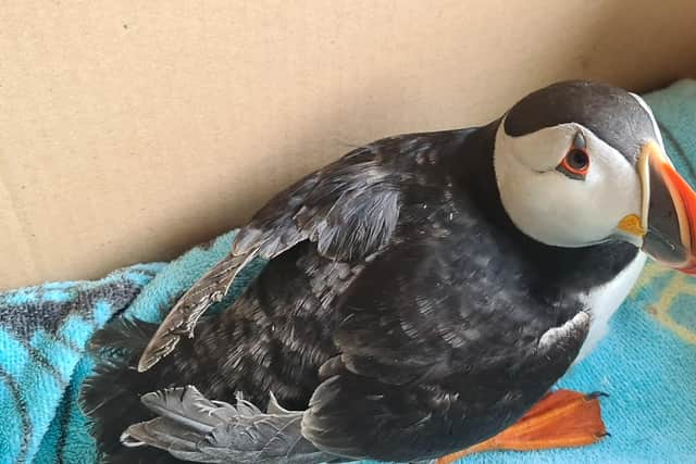 The puffin was found in the Sherburn area of County Durham.