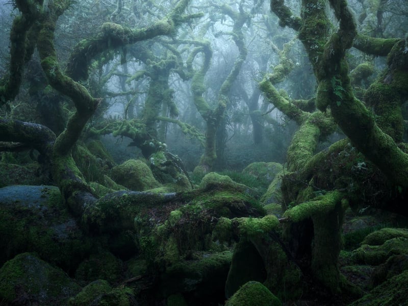 Neil Burnell, 45, has spent years shooting settings in a unique way and admits he was inspired by Star Wars - particularly Yoda's refuge on Dagobah. A full-time photographer from Brixham, Devon, Neil's images fall into six themes - named Visions, Chrome, Unknown, Delicate, Deep Blue, and Mystical.
