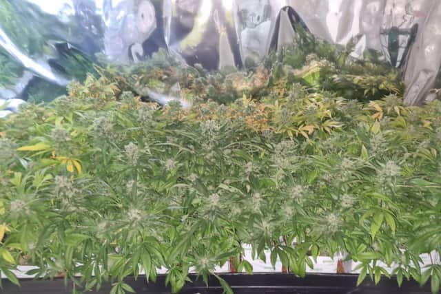 Officers uncovered a £200,000 drugs farm on Railway Terrace North in New Herrington.