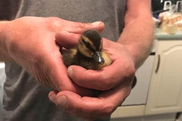 The duckling was rescued from a drain in Durham.